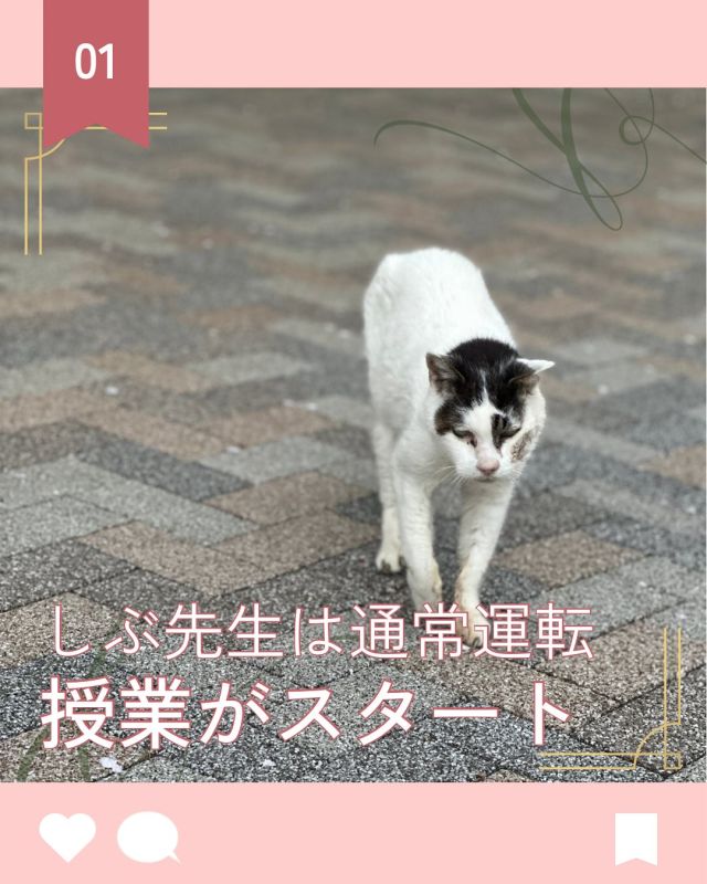 【北鎌倉女子学園　しぶ先生通常運転🐈】
⁡
今日から通常授業が始まりました。久々の授業に生徒たちはすこーしお疲れの様子。しかし、しぶ先生はいつも通り。カメラを構えると接近してきて全身を捉えることができません☺️このあと、下校する生徒たちに囲まれてご満悦のしぶ先生でした。
⁡
#北鎌倉女子学園
#Kitakamakuragirls’school
#Kitakamakura
#highschool
#juniorhighschool
#北鎌倉　
#鎌倉
#キタカマ
#神奈川県
#女子校
#私立学校
#中学校
#高校
#しぶ先生