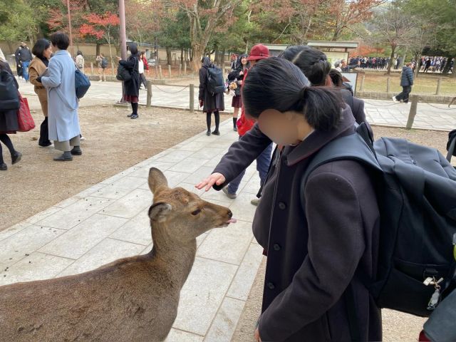 【北鎌倉女子学園　中学修学旅行🚅】
一日目の奈良では阿修羅像の美しさにため息をつき、神様の使いである鹿に追いかけられ🦌大仏のスケールの大きさに圧倒されました！
広大な奈良公園を沢山歩いて夕方に到着したお宿では、心のこもった美味しい夕食と素晴らしいおもてなしをいただきました😊
⁡
#北鎌倉女子学園
#北鎌倉
#キタカマ
#神奈川県
#女子校
#私立学校
#中学校
#高等学校
#kamakura
#highschool
#juniorhighschool
#修学旅行
#奈良
#京都
#歴史学習
#奈良公園
#東大寺
#興福寺
#春日大社