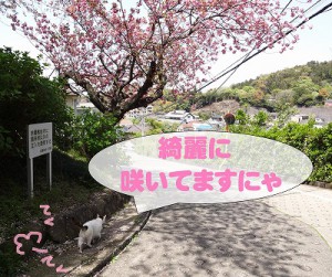 s-DSC02947