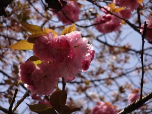 s-DSC02953