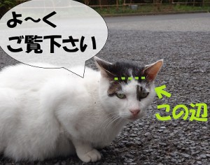 16chu-goukaku25