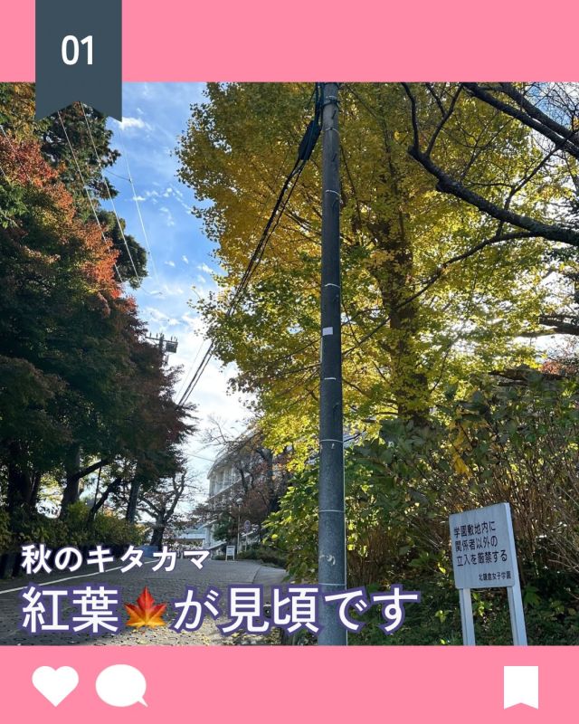 【北鎌倉女子学園　紅葉が見頃🍁】
⁡
後期中間試験中の校舎はいつもより静かです😊
校舎の外の銀杏の木は鮮やかな黄色に染まって、見頃を迎えました。
試験が終わると足早に帰る生徒、自習室で勉強する生徒、少しカフェテリアで休憩していく生徒と様々。明日の試験に向けてしっかり準備してくださいね！
⁡
#北鎌倉女子学園
#Kitakamakuragirls’school
#Kitakamakura
#北鎌倉　
#キタカマ
#神奈川県
#女子校
#私立学校
#中学校
#highschool
#juniorhighschool
#後期中間試験
#紅葉
