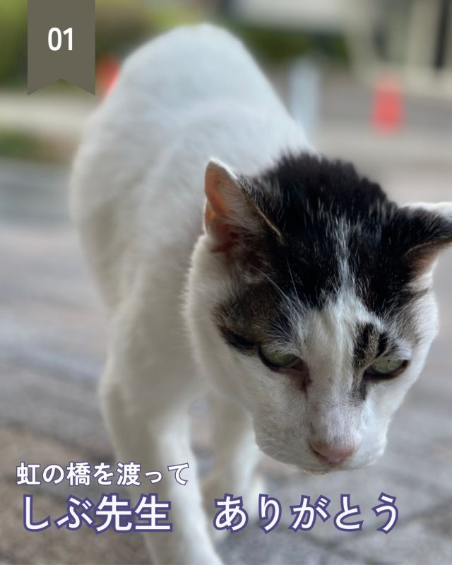 【北鎌倉女子学園　しぶ先生が虹の橋に旅立ちました】
⁡
本校の敷地内で長年、近隣の方、受験生、生徒、来校者の方、教職員・・・たくさんの方に親しまれてきた「しぶ先生こと四分六」が、１月８日　19年９か月で、虹の橋へと旅立ちました。
しぶ先生は猫離れした賢さと、穏やかな性格で皆を癒し、時には勇気を与えてくれました。
しぶ先生ありがとう！
これからも、しぶ先生は空から皆さんを見守ってくれていることと思います。これまで温かく見守ってくださった皆さまに、心より感謝申し上げます。
⁡
#北鎌倉女子学園
#Kitakamakuragirlsschool
#Kitakamakura
#北鎌倉　
#キタカマ
#神奈川県
#女子校
#私立学校
#中学校
#highschool
#juniorhighschool
#しぶ先生